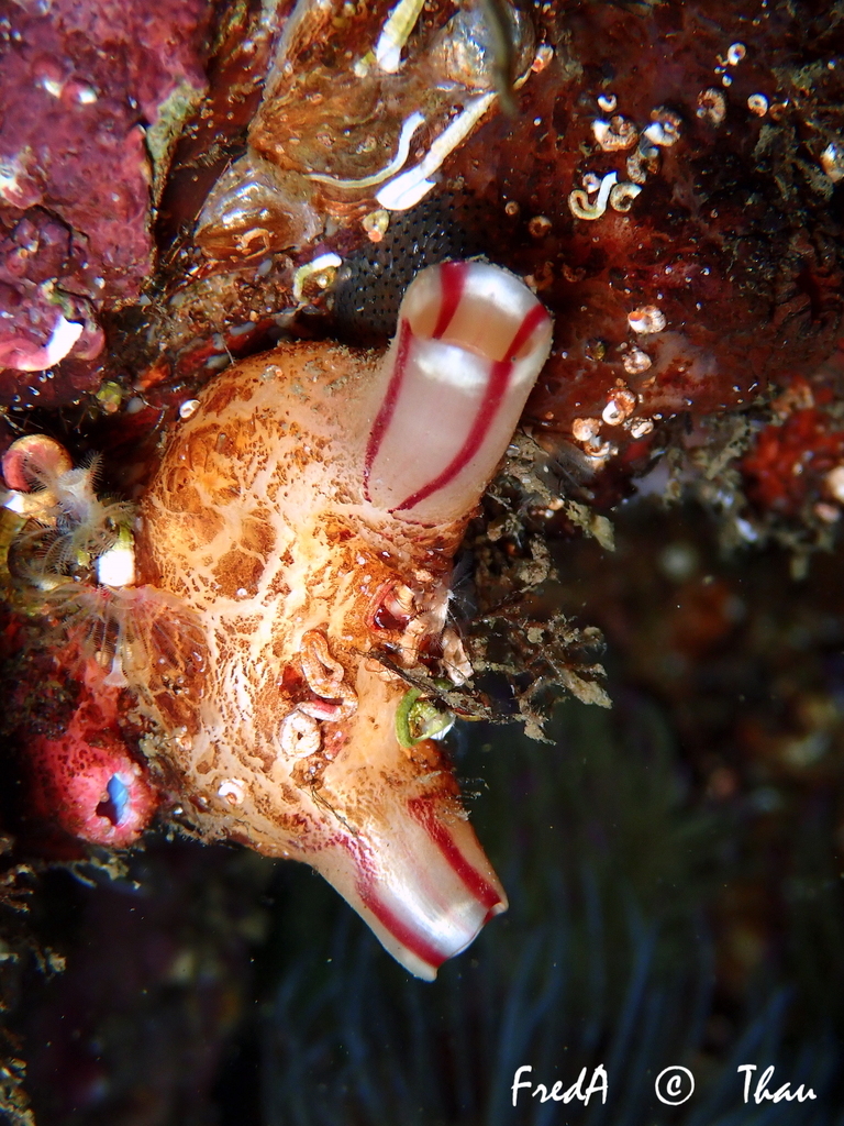 Photo of Sea fig (Microcosmus sabatieri)