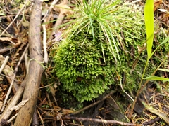 Fissidens osmundioides