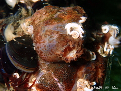 Microcosmus squamiger