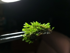 Fissidens osmundioides