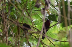 Ramphocelus carbo