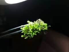 Fissidens osmundioides