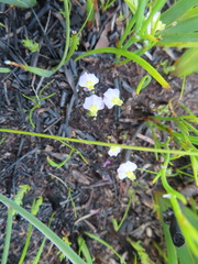 Utricularia bisquamata