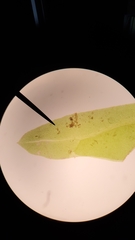 Fissidens osmundioides