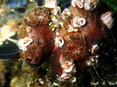 Microcosmus squamiger