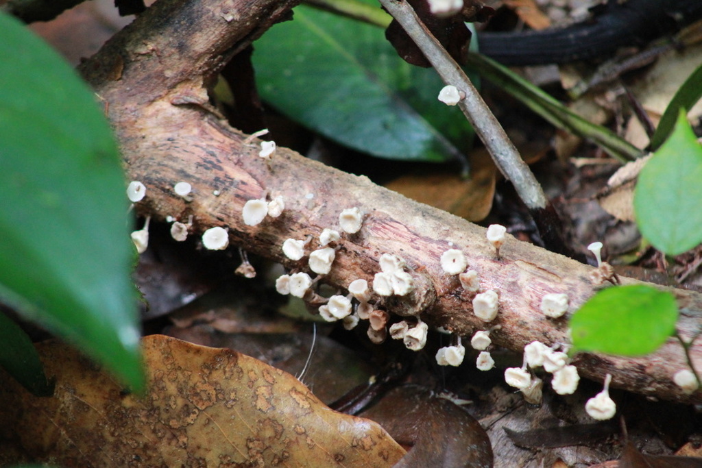 Gymnopus montagnei · November 2022 · photo: © stephtran (iNaturalist, cc-by)