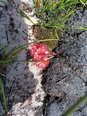 Drosera admirabilis