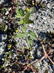 Solanum lycopersicum