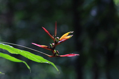 Heliconia hirsuta
