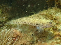 Gobius incognitus