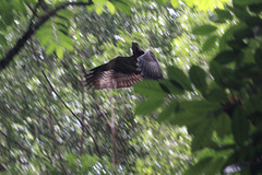 Buteogallus