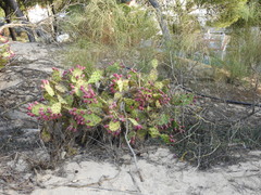 Opuntia stricta