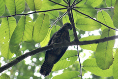 Buteogallus