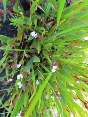 Kogelberg Indigo (Indigofera guthriei)