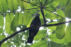 Buteogallus