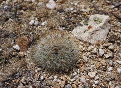 Pediocactus simpsonii