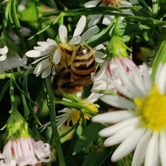 Apis mellifera