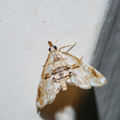 Trichophysetis cretacea