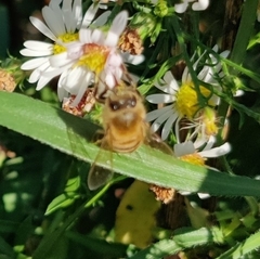Apis mellifera