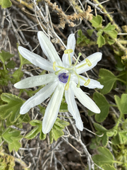 Passiflora palmeri
