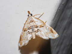 Trichophysetis cretacea