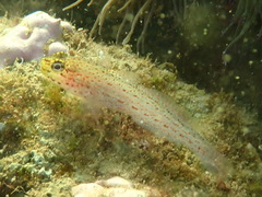 Gobius xanthocephalus