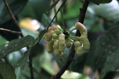 Uvarieae