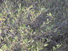 Rhamnus oleoides