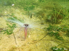 Pachycerianthus solitarius