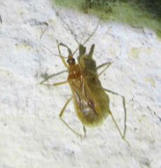 Oncerotrachelus pallidus