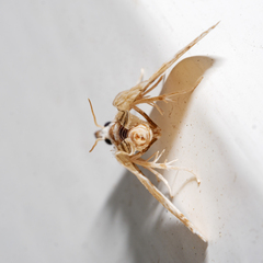 Trichophysetis cretacea