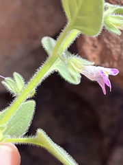 Pseudorontium cyathiferum