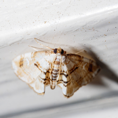 Trichophysetis cretacea
