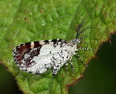 Heterusia