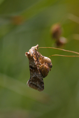 Cochylimorpha alternana