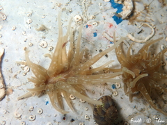 Paranemonia cinerea
