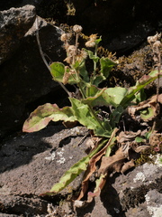 Hieracium amplexicaule