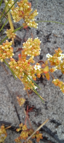 Crassula filiformis