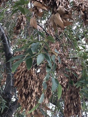 Fraxinus dipetala