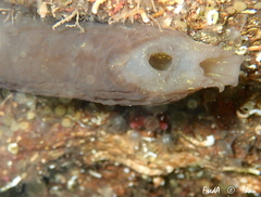 Phallusia fumigata