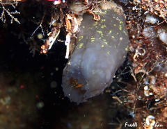 Phallusia fumigata