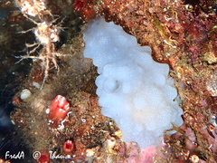 Phallusia mammillata