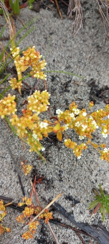 Crassula filiformis