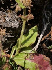 Hieracium amplexicaule