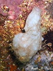 Phallusia mammillata