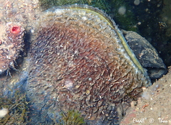 Pinna nobilis