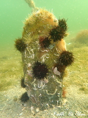 Pinna nobilis