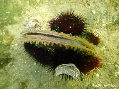 Pinna nobilis