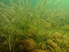 Zostera noltei