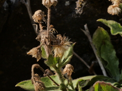 Hieracium amplexicaule